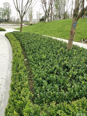 成都市政道路綠化,小區砍樹、修樹、除草、移栽樹