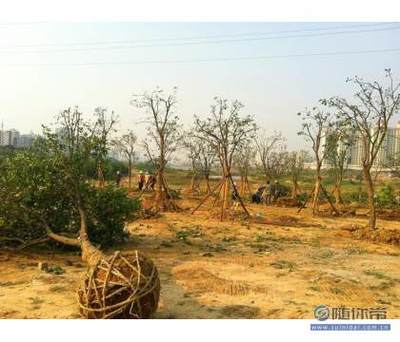 【專(zhuān)業(yè)園林綠化施工承接園林綠化工程小區(qū)綠化養(yǎng)護(hù)工廠(chǎng)綠化】孝昌縣孟宗苗木基地 - 產(chǎn)品庫(kù)