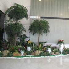中山便宜的室內植物租賃,剪花剪草,風水綠植租賃,風水植物租賃,小區、工廠綠化養護,年花預定,年桔預定,園林規劃與設計,綠化工程施工,商場等室外綠化帶保養,便宜的鮮花預訂,鮮花出租