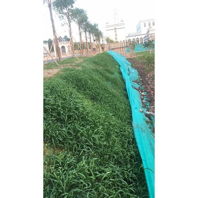 邊坡綠化施工 山坡復綠 護坡綠化生態(tài)修復 正和園林工程