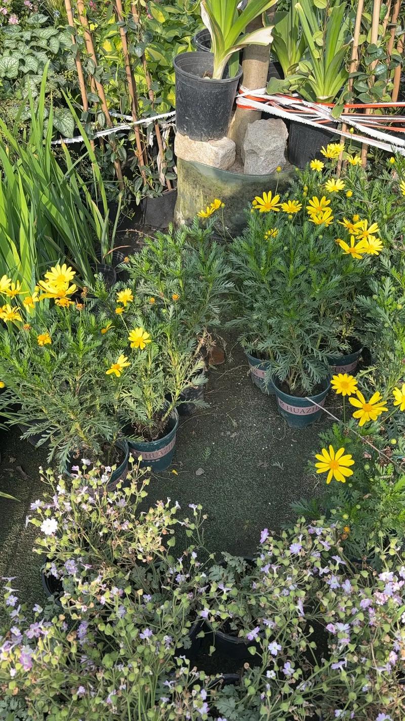 園林綠化工程苗木人 #全網(wǎng)搜索苗木有緣人 廠房綠化設計施工