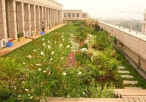 市園林綠化局檢查我區屋頂綠化工程，助力城市生態建設