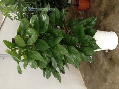 蘇州工業(yè)園區(qū)新昌綠化工程 打造生態(tài)工業(yè)新典范