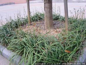 園林景觀與體育設(shè)施 從設(shè)計(jì)圖紙到植物圖鑒的全面資源導(dǎo)航